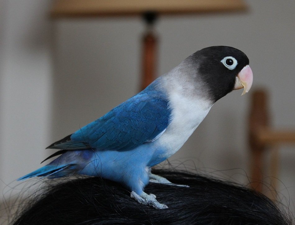 Blue masked love bird